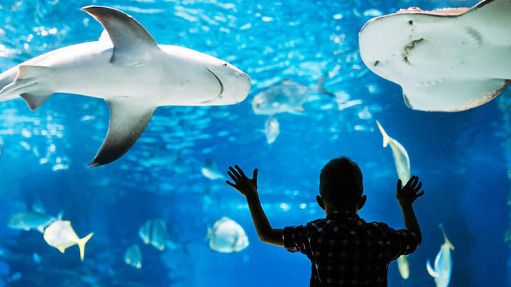 Image of Aquatic, Water, Animal, Aquarium, Fish, Sea Life, Boy, Child, Male, Person, Shark, 