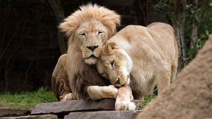 Image of Animal, Lion, Mammal, Wildlife, 