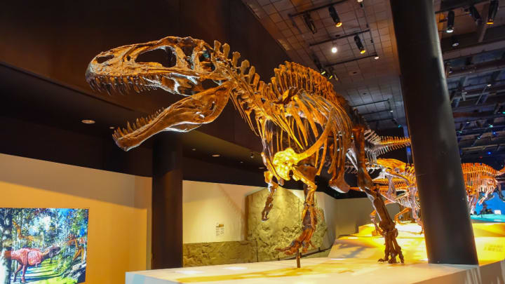 Image of Animal, Dinosaur, Indoors, Museum, 