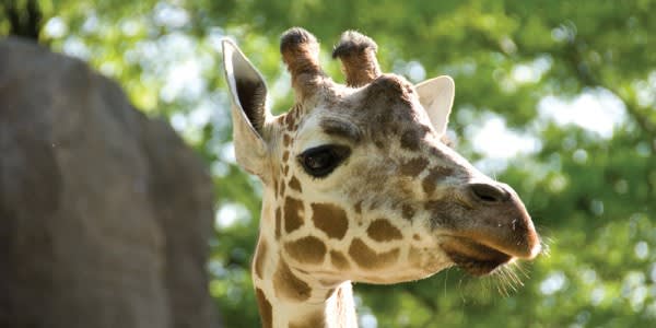 Image of Animal, Giraffe, Mammal, Wildlife, 