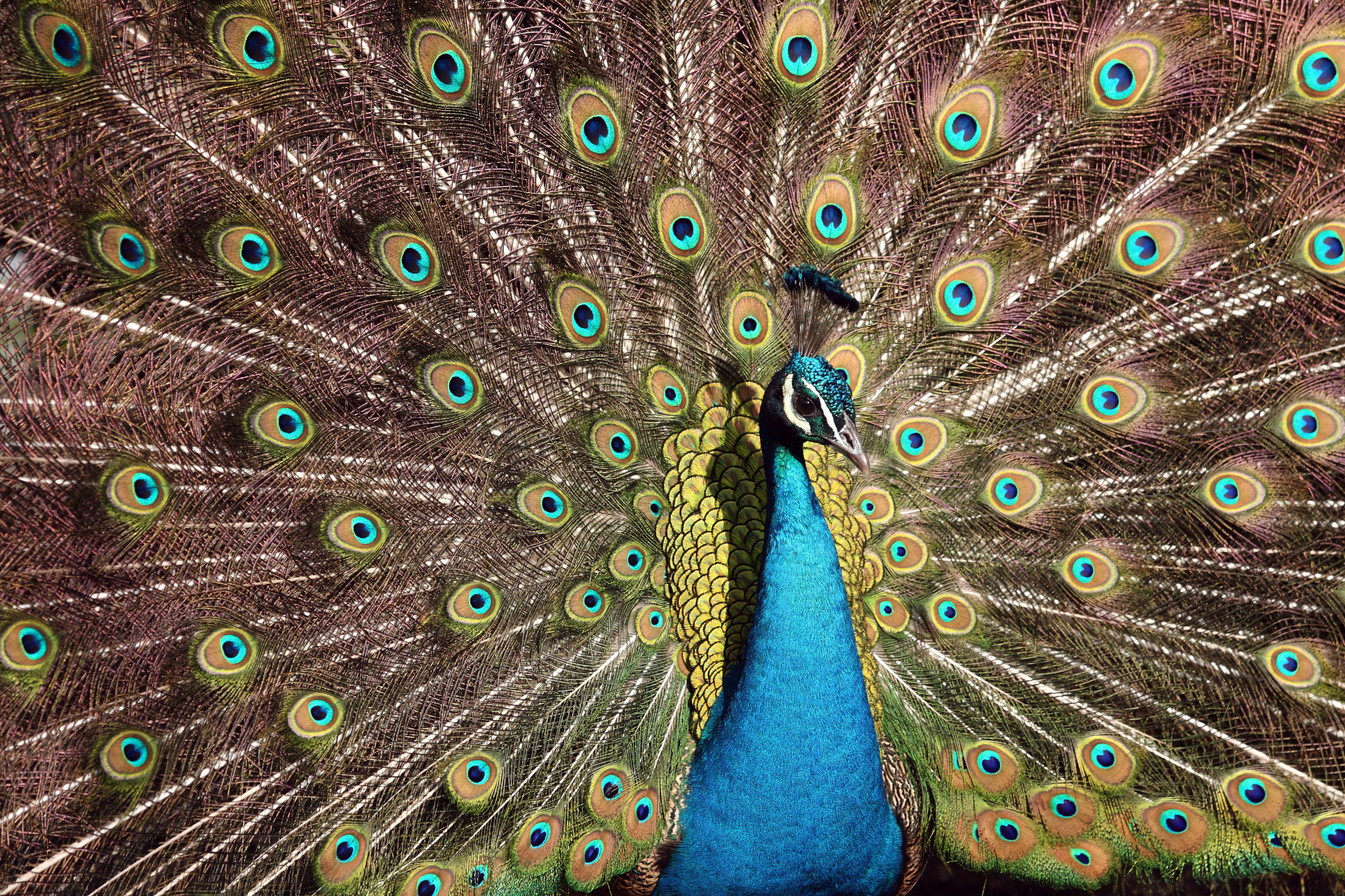 Image of Animal, Bird, Peacock, 