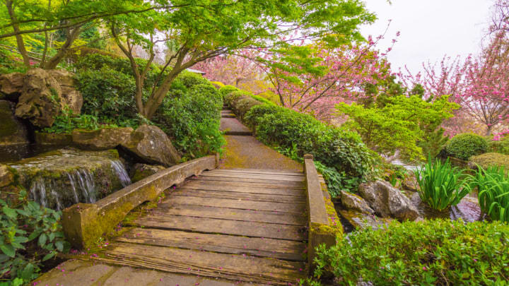 Image of Garden, Nature, Outdoors, Grass, Park, Boardwalk, Bridge, Path, Walkway, Arbour, Tree, Water, Waterfront, Vegetation, Flower, Scenery, Trail, 