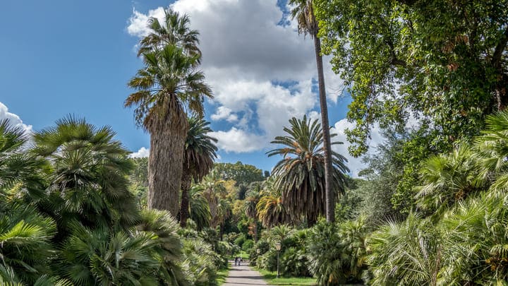 Image of Summer, Vegetation, Palm Tree, Tree, Garden, Nature, Outdoors, Jungle, Arbour, Land, Woodland, Grass, Park, Scenery, 