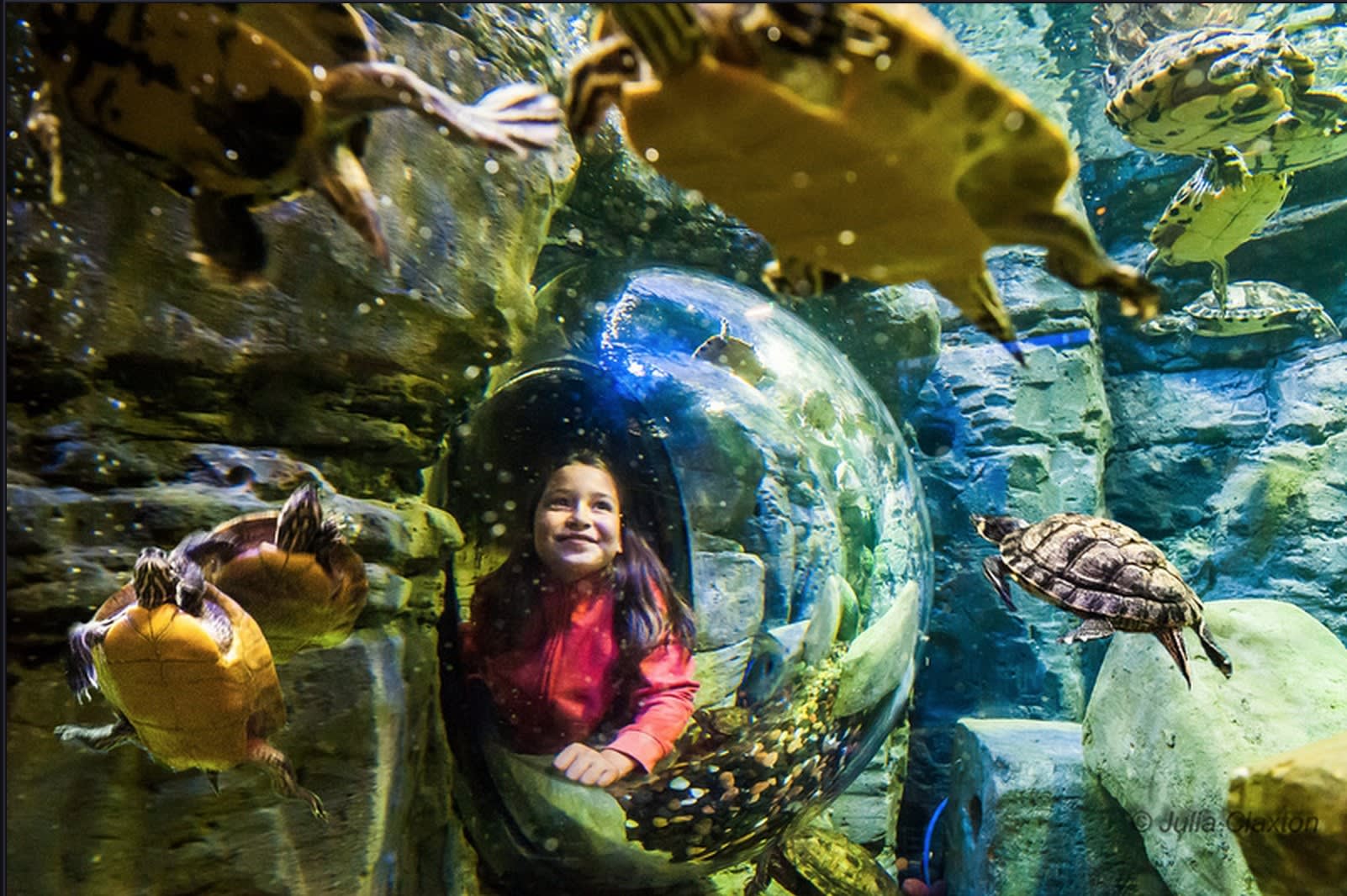 Image of Aquatic, Water, Animal, Aquarium, Fish, Sea Life, Turtle, Photography, Child, Female, Girl, Person, Tortoise, Face, Portrait, 