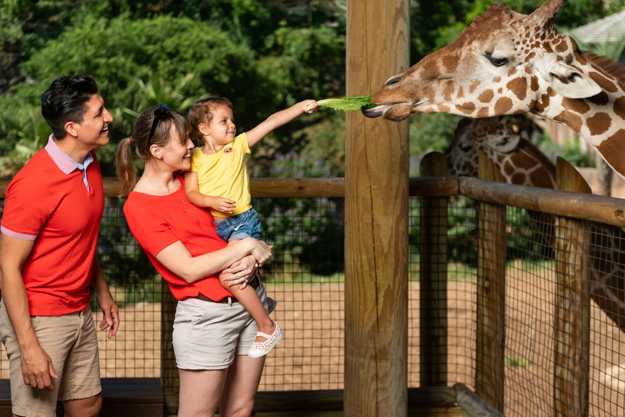 Image of Animal, Zoo, Shorts, T-Shirt, Adult, Male, Man, Person, Female, Woman, Face, Head, Photography, Portrait, Boy, Child, Giraffe, Mammal, Wildlife, 