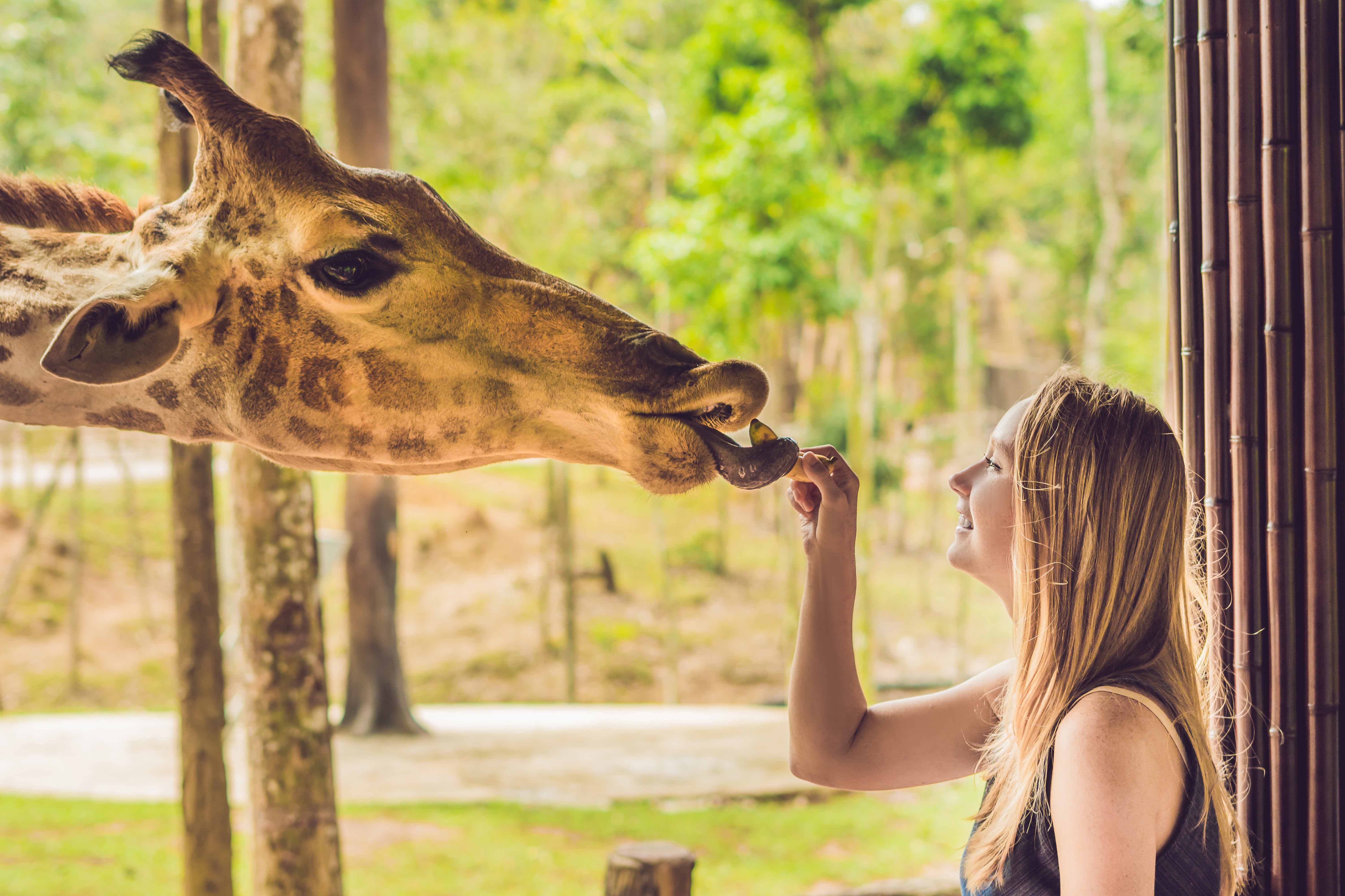 Image of Animal, Zoo, Photography, Face, Head, Person, Portrait, Female, Girl, Teen, Tree, Vegetation, Giraffe, Mammal, Wildlife, Grass, 