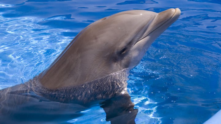 Image of Animal, Dolphin, Mammal, Sea Life, Fish, Shark, 
