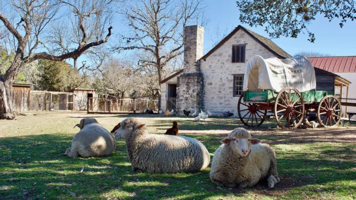 Image of Animal, Livestock, Mammal, Sheep, Outdoors, Shelter, Countryside, Farm, Nature, Ranch, Rural, Neighborhood, Bird, 