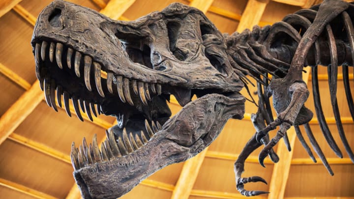 Image of Animal, Dinosaur, Reptile, 