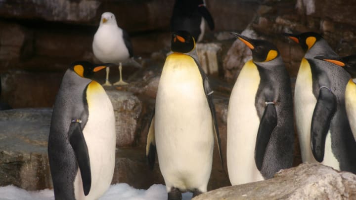 Image of Animal, Bird, Penguin, King Penguin, 