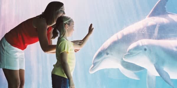 Image of Animal, Dolphin, Mammal, Sea Life, Adult, Female, Person, Woman, Fish, Shark, 