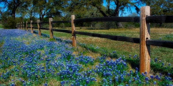 Image of Nature, Outdoors, Yard, Countryside, Farm, Field, Pasture, Rural, Vegetation, Grassland, Backyard, Fence, 