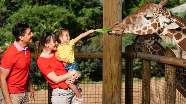 Image of Animal, Zoo, People, Person, Adult, Female, Woman, Male, Man, Boy, Child, Glasses, Giraffe, Mammal, Wildlife, 