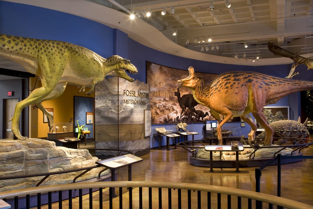 Image of Indoors, Museum, Animal, Dinosaur, Reptile, Chair, 