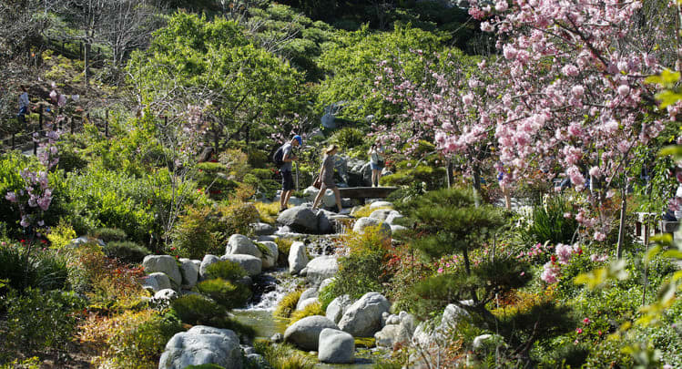 Image of Garden, Nature, Outdoors, Stream, Water, Person, Creek, Flower, 