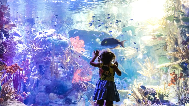 Image of Aquatic, Water, Animal, Aquarium, Fish, Sea Life, Nature, Outdoors, Reef, Sea, Child, Female, Girl, Person, Coral Reef, 