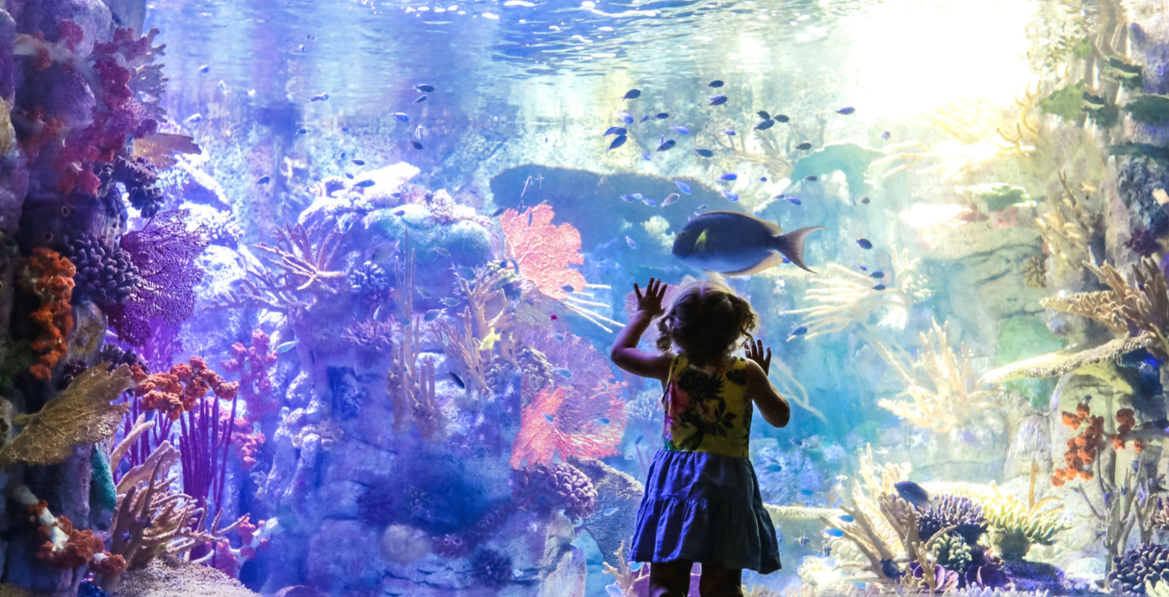 Image of Aquatic, Water, Animal, Aquarium, Fish, Sea Life, Nature, Outdoors, Reef, Sea, Child, Female, Girl, Person, Coral Reef, 