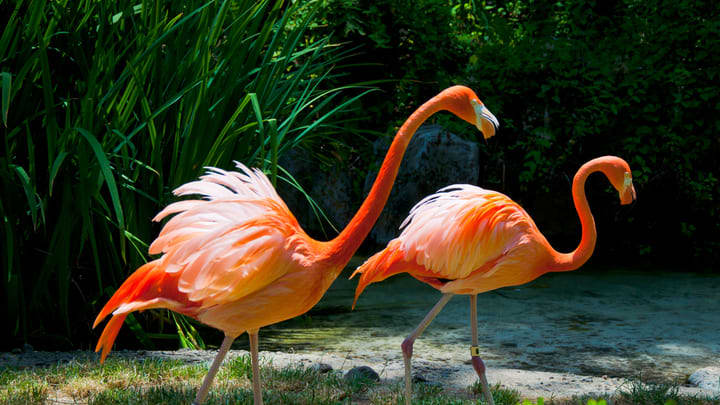 Image of Animal, Bird, Flamingo, Flock, 