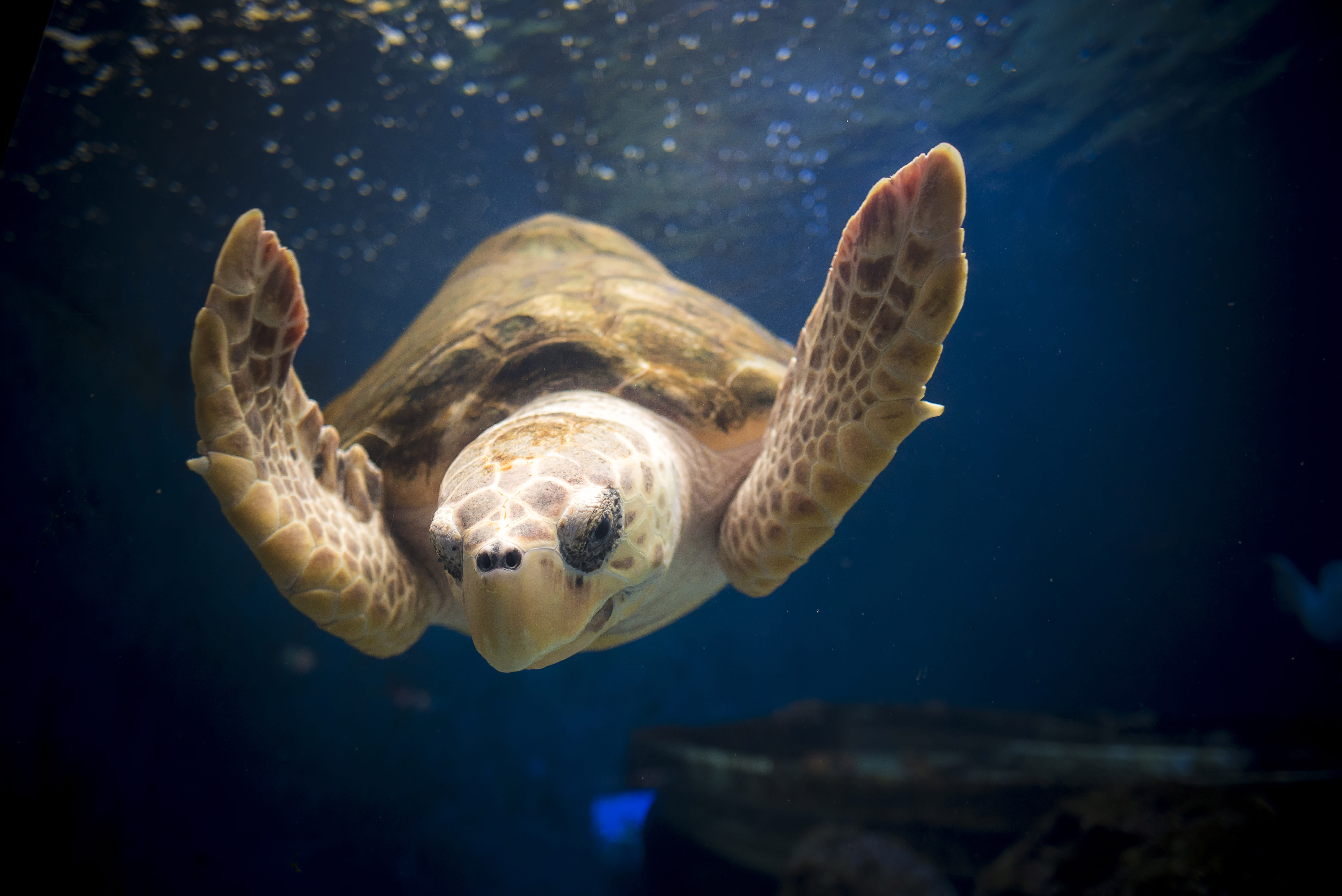 Image of Animal, Reptile, Sea Life, Turtle, Sea Turtle, Tortoise, Aquatic, Water, 