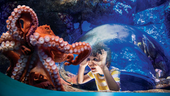 Image of Child, Female, Girl, Person, Animal, Sea Life, Octopus, 