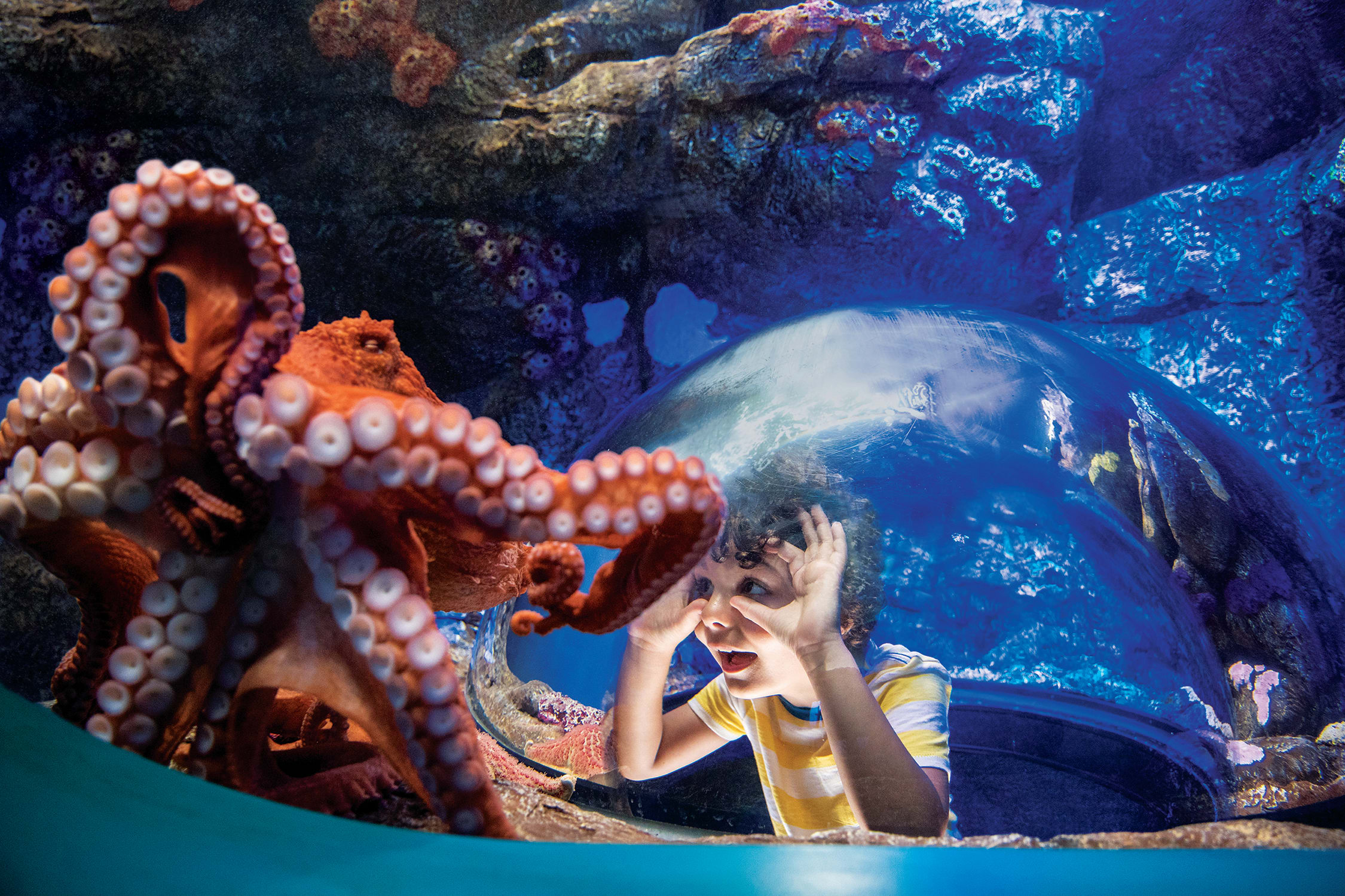 Image of Adult, Female, Person, Woman, Animal, Sea Life, Aquatic, Water, Aquarium, Fish, Octopus, 