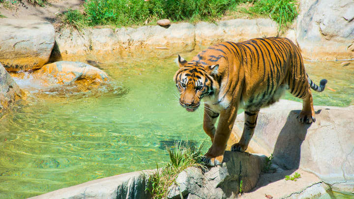 Image of Animal, Zoo, Mammal, Tiger, Wildlife, 