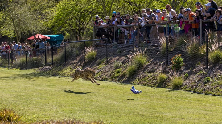 Image of Grass, Animal, Cheetah, Mammal, Wildlife, Person, 