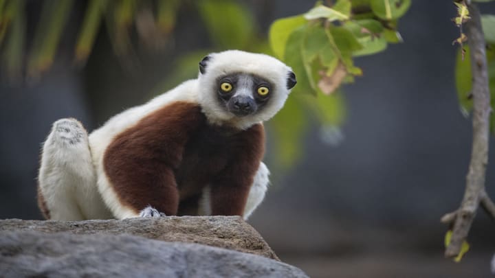 Image of Animal, Mammal, Monkey, Wildlife, Lemur, 