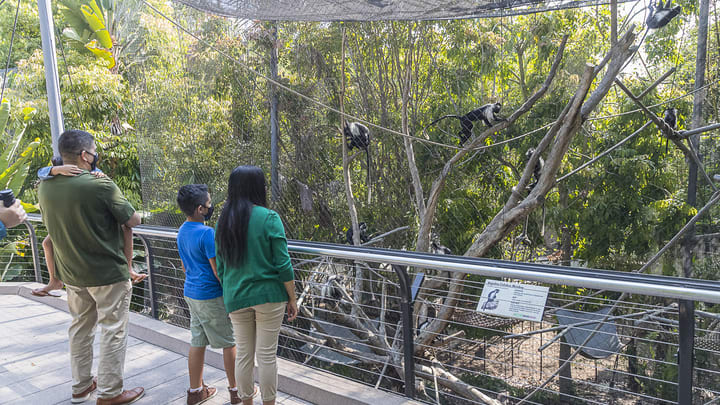 Image of Animal, Zoo, Vegetation, Shorts, Female, Girl, Person, Teen, Adult, Male, Man, Pants, Path, Walkway, Tree, Bird, 