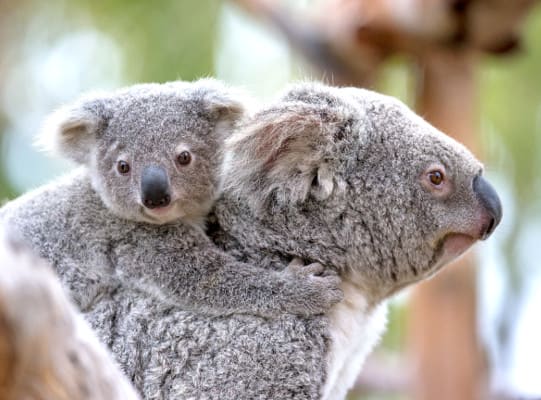 Image of Animal, Bear, Mammal, Wildlife, Koala, 