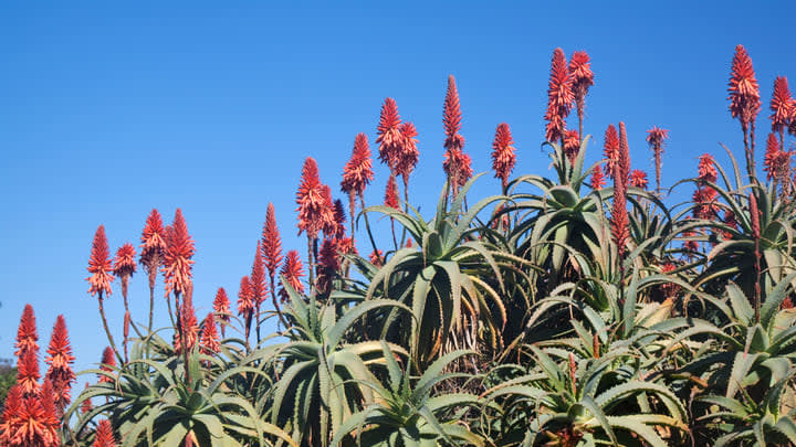 Image of Aloe, Plant, 