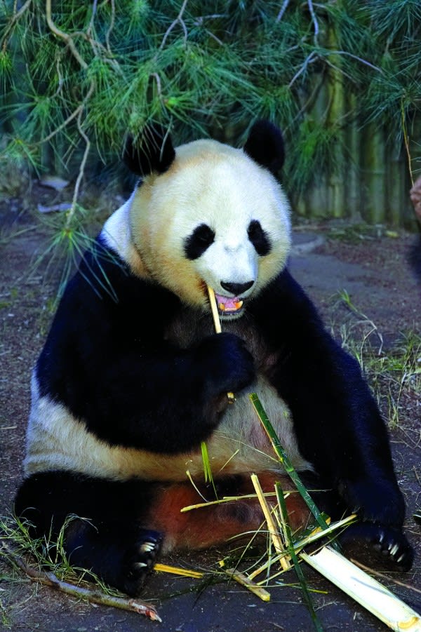 Image of Animal, Bear, Giant Panda, Mammal, Wildlife, 