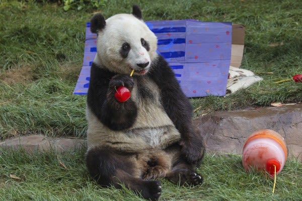 Image of Animal, Bear, Giant Panda, Mammal, Wildlife, Grass, 