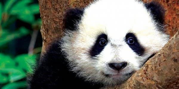 Image of Animal, Wildlife, Bear, Mammal, Giant Panda, 