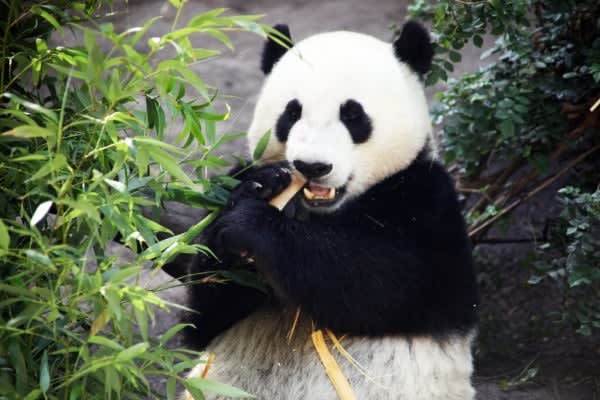 Image of Animal, Bear, Giant Panda, Mammal, Wildlife, 