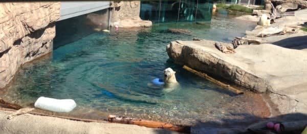 Image of Animal, Zoo, Pool, Water, 