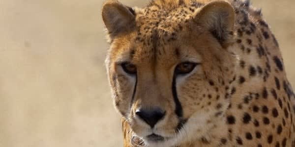 Image of Animal, Cheetah, Mammal, Wildlife, 