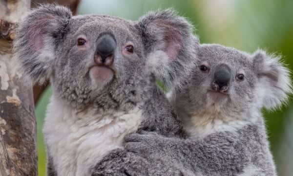 Image of Animal, Wildlife, Mammal, Kangaroo, Koala, 