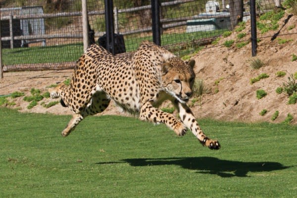 Image of Animal, Cheetah, Mammal, Wildlife, Grass, Zoo, 