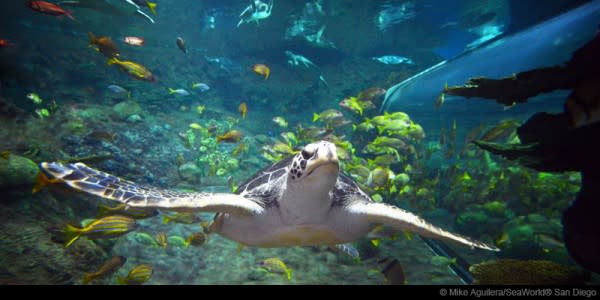 Image of Aquatic, Water, Animal, Sea Life, Turtle, Tortoise, Aquarium, Fish, 