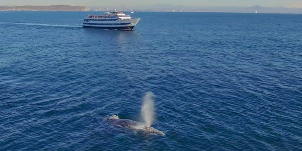 Image of Boat, Vehicle, Animal, Mammal, Sea Life, Whale, Yacht, 