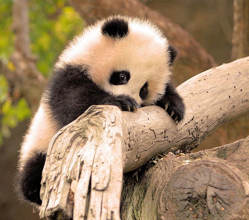 Image of Animal, Bear, Giant Panda, Mammal, Wildlife, 