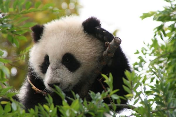 Image of Animal, Wildlife, Mammal, Bear, Giant Panda, 