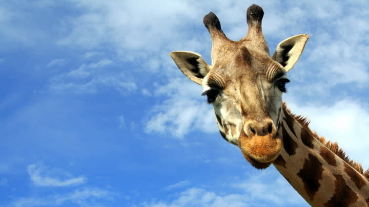 Image of Animal, Giraffe, Mammal, Wildlife, 