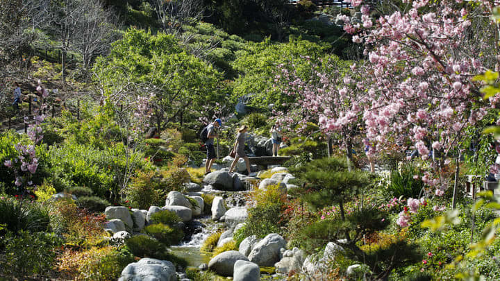 Image of Nature, Outdoors, Garden, Person, Flower, Wilderness, Stream, Water, Creek, Adventure, Hiking, Backpack,