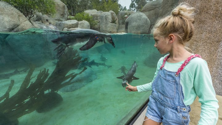 Image of Animal, Zoo, Aquarium, Fish, Sea Life, Water, Child, Female, Girl, Person, Aquatic, 