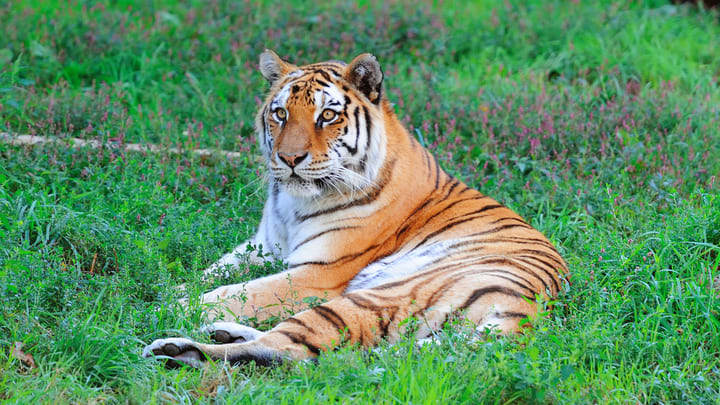 Image of Animal, Mammal, Tiger, Wildlife, 