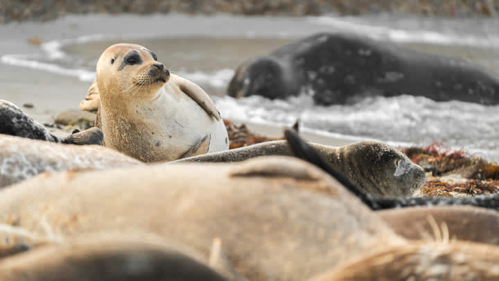 Image of Animal, Bear, Mammal, Wildlife, Sea Life, Seal, Sea Lion, 