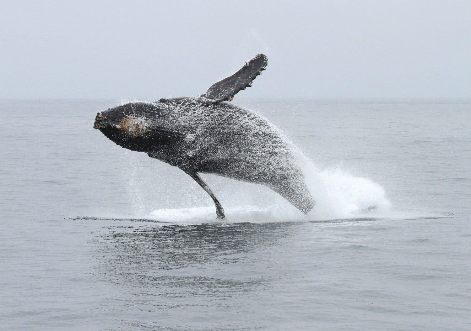 shutterstock_570889216_0?_a=