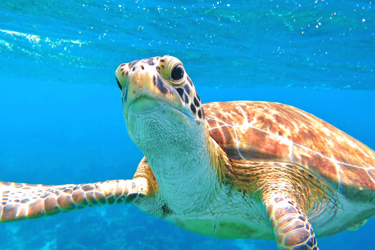 Image of Animal, Reptile, Sea Life, Turtle, Sea Turtle, Tortoise, 